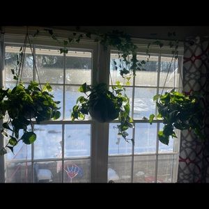 Meet your Posher, Dawn